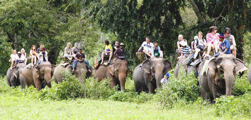 Jungle Safari Tours in Nepal